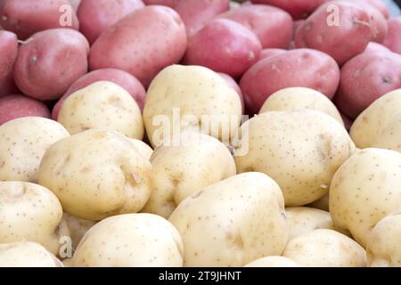 Primo piano di patate di colore marrone chiaro con dietro di esse patate rosse, accatastate per la vendita al mercato agricolo. Foto Stock