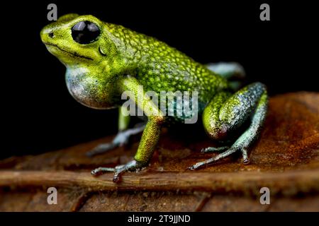 Il granulare Poisson Arrow Frog (Oophaga granulifera) è endemico della Costa Rica. Foto Stock