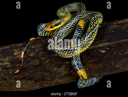 Il mitico Serpente dell'arcobaleno (Gonyosoma margaritus) è una specie di serpente estremamente rara e bella dell'isola del Borneo. Foto Stock