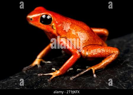 La rana del dardo di fragola (Oophaga pumilio) è una specie anfibia di colore molto variabile. Questo è un esemplare panamense. Foto Stock