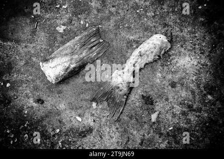 Particolare di pesce sprecato e gettato nella spazzatura, cibo rovinato Foto Stock