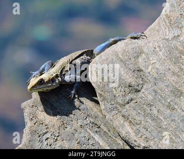 I comuni lucertole dell'India Foto Stock