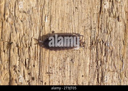 Closeup comune di legno grezzo (raschietto Porcellio), famiglia Porcellionidae. Su una vecchia tavola di legno intemprata. Giardino olandese. Paesi Bassi, autunno novembre Foto Stock