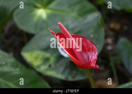 Un fiore rosso di Anthurium di nuova fioritura con una spadix rossa immatura e la sua spathe rossa (bract) Foto Stock