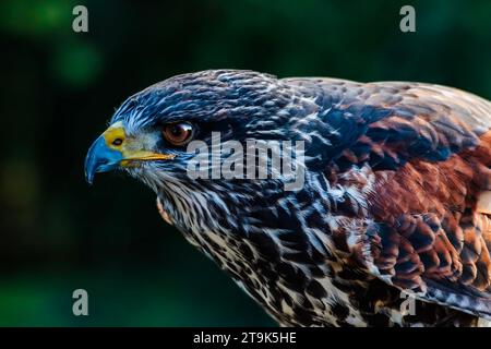 Ritratto della testa e delle spalle Harris Hawk con morbido sfondo boschivo. Sebbene originario delle Americhe, questo è raffigurato nel Devon, Regno Unito Foto Stock