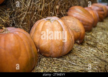 Arancia di zucca adagiata sulle balle di fieno. Effetto bokeh. Foto Stock