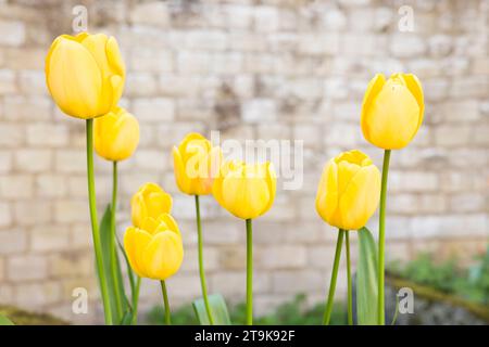 Tulipani gialli, fiori di tulipani che crescono in un giardino inglese con un vecchio muro di pietra sullo sfondo. Inghilterra, Regno Unito Foto Stock