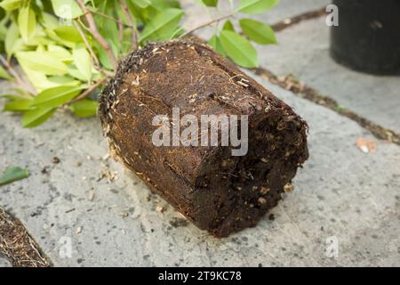 Dettaglio del sistema radice di un impianto con o con root bound. Reimpianto di una pianta legata alla radice, Regno Unito Foto Stock