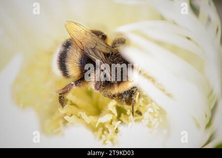 Macro estreme di un bumblebee coperti con il polline Foto Stock