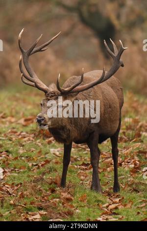 Un cervo rosso tra i colori autunnali al Bradgate Park nel Leicestershire dopo questo anno di inizio stagione, mentre le temperature scesero nuovamente al di sotto del congelamento durante la notte, mentre continuava lo snap freddo autunnale. Data foto: Domenica 26 novembre 2023. Foto Stock