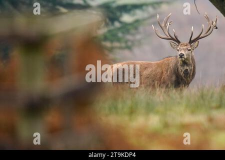 Un cervo rosso tra i colori autunnali al Bradgate Park nel Leicestershire dopo questo anno di inizio stagione, mentre le temperature scesero nuovamente al di sotto del congelamento durante la notte, mentre continuava lo snap freddo autunnale. Data foto: Domenica 26 novembre 2023. Foto Stock