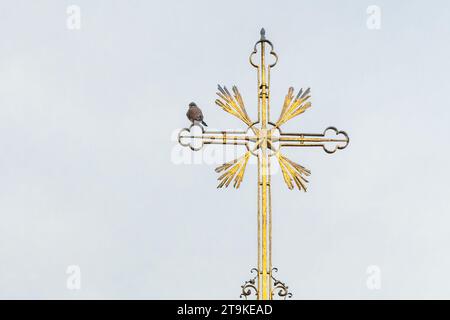 Un gheppio eurasiatico arroccato sulla croce dorata in cima a una chiesa di Praga. Uccello in città. Foto Stock