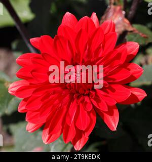 Red dahlia, vescovo di Llandaff Foto Stock