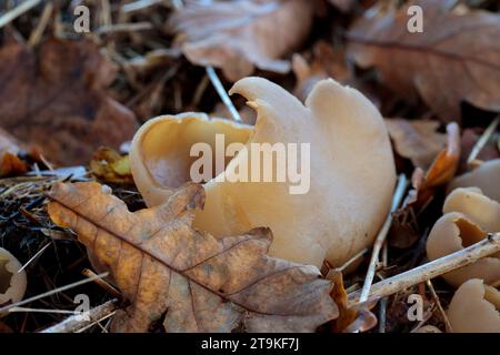 Antico fungo a buccia d'arancia Aleuria aurantia, esempio di gelatina di colore giallo cremoso pallido simile a una tazza collassata bordi ondulati e spaccature che crescono su terreni boschivi Foto Stock