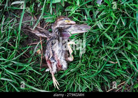 La foto cattura un uccello con ali sparse e un corpo contorto sul terreno. La piccola ragazza del passero cadde dal nido e morì. Foto Stock