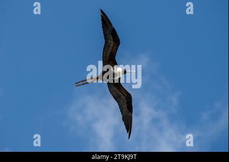 Un uccello di Frigate che vola attraverso i venti in Messico Foto Stock