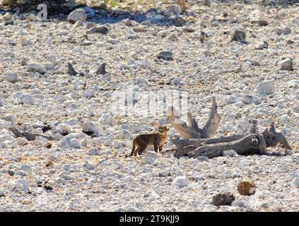 Un raro avvistamento di un gatto selvatico africano (Felis lybica) nella natura selvaggia, visto alla sorgente di Oliphantsbad nel Parco Nazionale di Etosha, Namibia Foto Stock