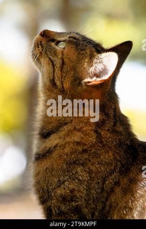 gatto che guarda l'uccello sull'albero Foto Stock