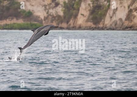 il delfino tursiopo stenella che sbuca la superficie della laguna di mayotte di fronte all'isola petite terre Foto Stock