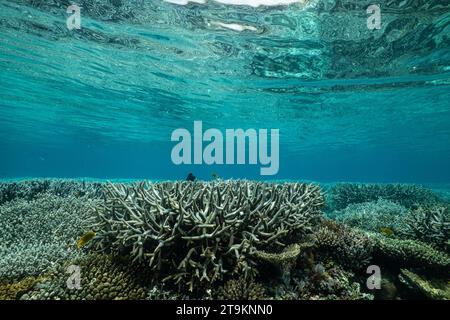 Nuota con la bassa marea sulla barriera corallina della laguna di Mayotte nell'Oceano Indiano Foto Stock