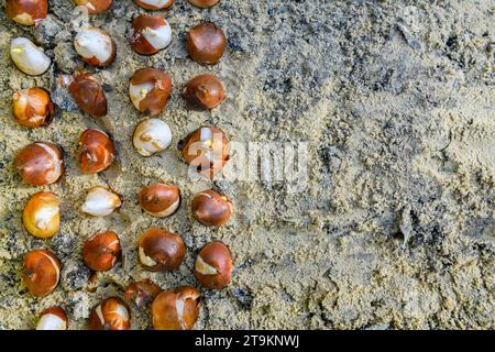 Decine di bulbi di tulipano piantati in terreno sabbioso e ben drenante. Piantare bulbi di tulipano in un letto di fiori. Tulipani crescenti. Fondo di lavori di giardinaggio di caduta. In alto Foto Stock