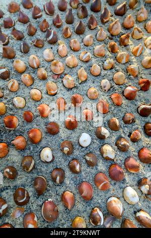 Decine di bulbi di tulipano piantati in terreno sabbioso e ben drenante. Piantare bulbi di tulipano in un letto di fiori. Tulipani crescenti. Fondo di lavori di giardinaggio di caduta. In alto Foto Stock