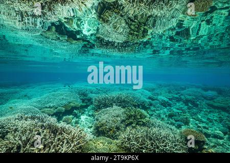 Nuota con la bassa marea sulla barriera corallina della laguna di Mayotte nell'Oceano Indiano Foto Stock