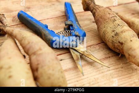 Dividere le dahlia. Moltiplicando il magazzino delle piante di Dahlia. Tuberi di Dahlia e cesoie da giardino sfondo. Foto Stock