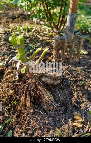 Fresco sollevato dahlia pianta tuberi. Scavare i tuberi di dahlia, pulirli e prepararli per lo stoccaggio invernale. Lavori di giardinaggio autunnali. Dah overwintering Foto Stock