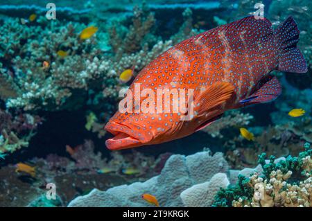 Tinto corallino (Cepholopholus miniata) con un lievito detergente per la riproduzione di fagioli rossi (Labroides dimidiatus). Mare delle Andamane, Thailandia. Foto Stock