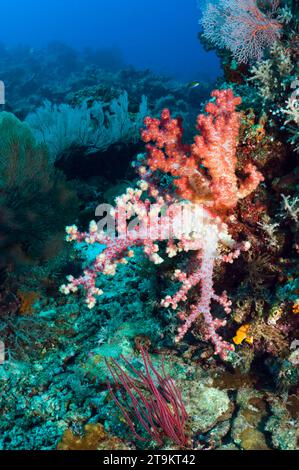 Coralli morbidi sulla barriera corallina. Raja Ampat, Papua Occidentale, Indonesia. Foto Stock