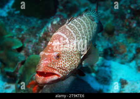 Tiger groupeer sulla barriera corallina. Bonaire. Foto Stock