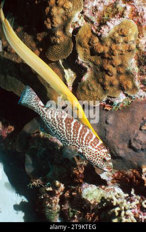 Cernie di tigri (Mycteroperca tigris) con trombettiere (Aulostomus maculatus) che prendono un giro per avvicinarsi alle prede. Foto Stock