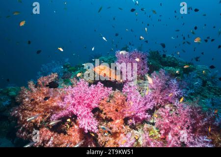 Corallo posteriore (Cephalopholus miniata) e coralli morbidi. Mare delle Andamane, Thailandia. Foto Stock