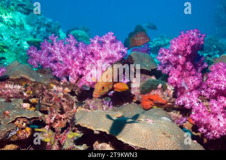 Coral hind (Cephalopholis miniata) sulla barriera corallina con coralli molli. Mare delle Andamane, Thailandia. Foto Stock