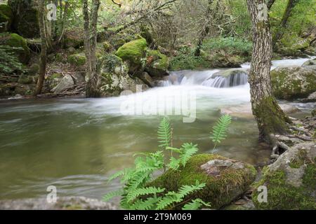 Il fiume Ambroz con un grande flusso in una zona montana con muschio e molta vegetazione di felci in primo piano Foto Stock