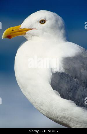 Gull, Rocky Creek State Park, Oregon Foto Stock