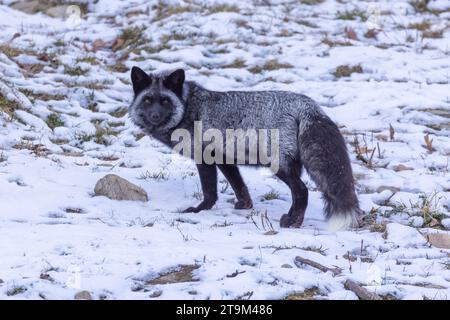 La volpe argentata, la volpe nera o la volpe blu è una forma melanistica della volpe rossa (Vulpes vulpes) Foto Stock