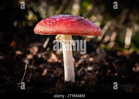 Mosca il fungo agarico, una specie di Amanita, che cresce attraverso lo stampo di foglie di un fondo forestale nella regione francese della Dordogna Foto Stock