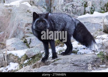 La volpe argentata, la volpe nera o la volpe blu è una forma melanistica della volpe rossa (Vulpes vulpes) Foto Stock