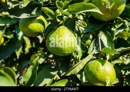 I mandarini verdi, gli agrumi non maturi, crescono sugli alberi. Foto Stock