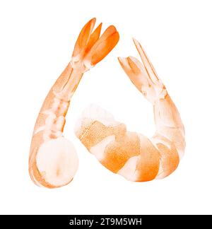 Gamberetti cotti, gamberi sbucciati, due isolati su sfondo bianco con percorso di ritaglio. Foto Stock