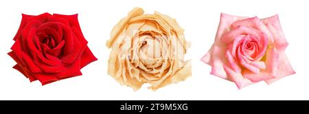 Fiori di rose, set di gemme, vista dall'alto, isolato su sfondo bianco Foto Stock