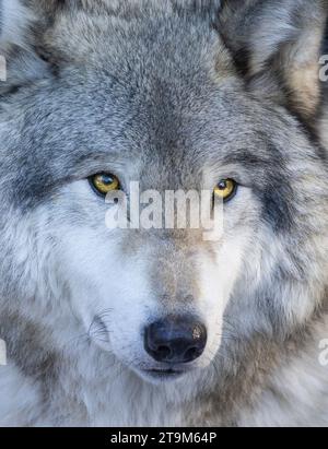 Ritratto invernale del lupo nordoccidentale (Canis lupus occidentalis) Foto Stock