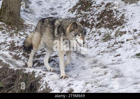 Ritratto invernale del lupo nordoccidentale (Canis lupus occidentalis) Foto Stock