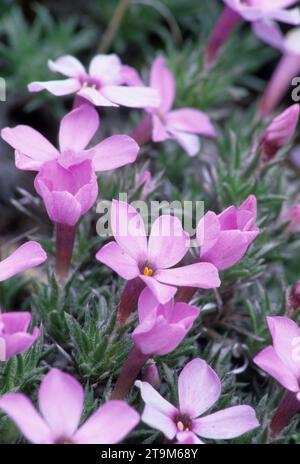 Phlox lungo il Chimney Rock Trail, Crooked Wild & Scenic River, Lower Crooked River National Back Country Byway, Oregon Foto Stock