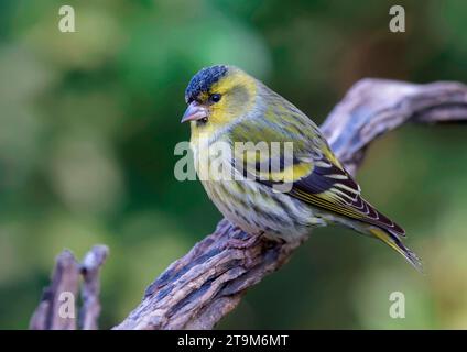 Siskin (Carduelis spinus), maschio adulto, arroccato su un ramoscello in Toscana, Italia Foto Stock