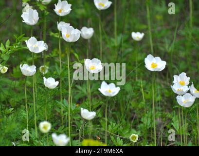 In primavera in natura, nella foresta fiorisce Anemone sylvestris Foto Stock