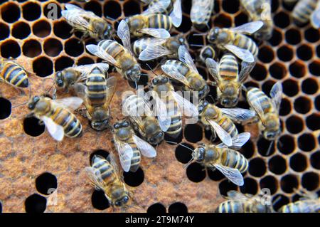 Primo piano delle api lavoratrici che lavorano su un telaio a nido d'ape Foto Stock