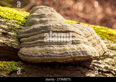 Enorme vecchio fungo tinder (Fomes fomentarius) che cresce sul tronco coperto di muschio di un albero morto in una foresta in Germania Foto Stock